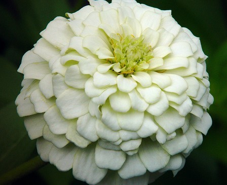 ZINNIA seed Snow White 